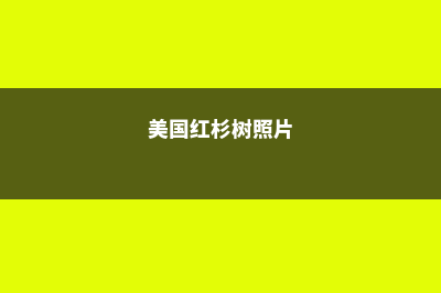 美国红杉学院申请流程详细解析(美国红杉树照片)